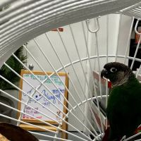 Endless Pets and Supplies ico