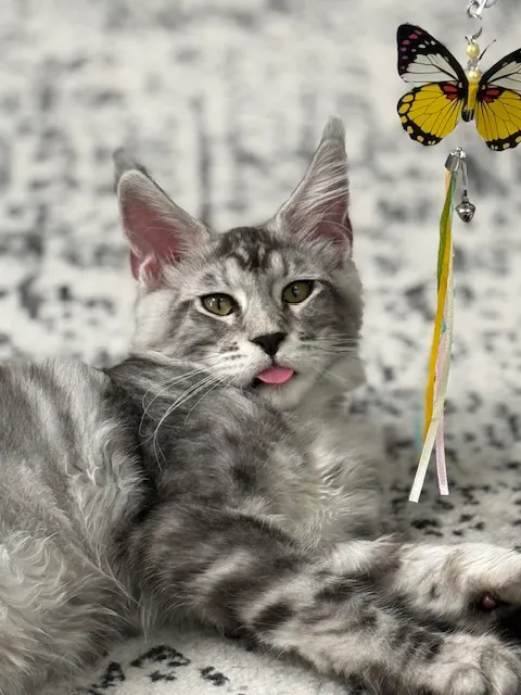 Queen City Maine Coons Picture 3