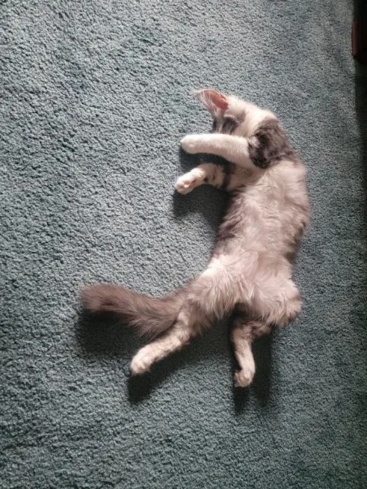 Queen City Maine Coons Picture 4