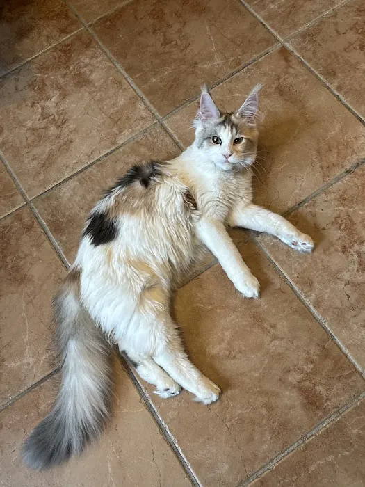 Queen City Maine Coons Picture 8