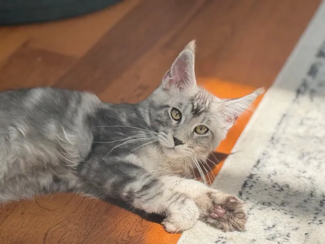 Queen City Maine Coons Picture 7
