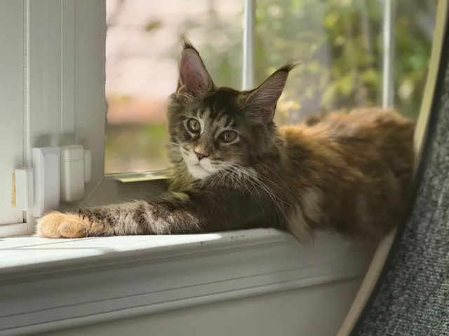 Queen City Maine Coons Picture 6