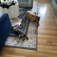 Queen City Maine Coons ico