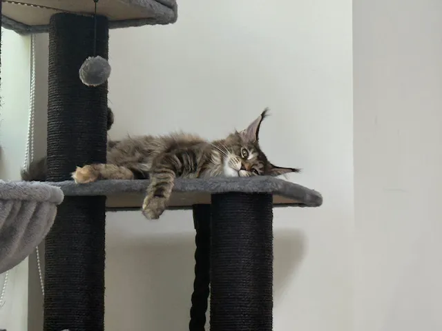Queen City Maine Coons Picture 2