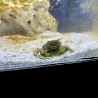 Aquarium World LLC ico