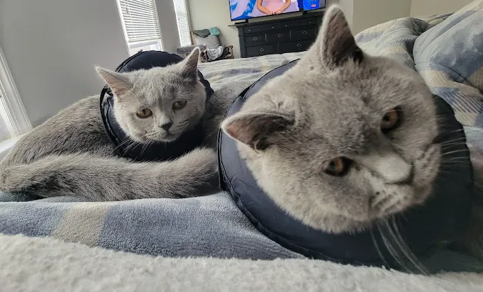 Summit Dog and Cat Hospital Picture 4