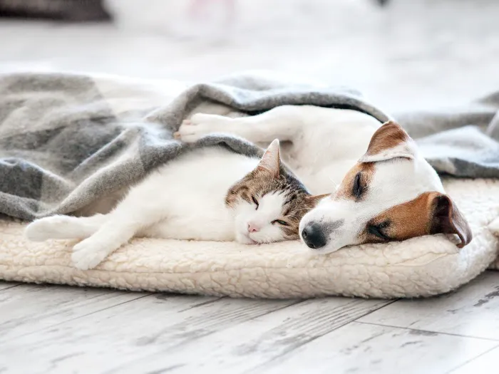Summit Dog and Cat Hospital Picture 1