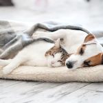 Summit Dog and Cat Hospital