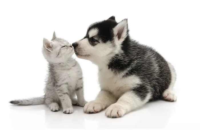 Summit Dog and Cat Hospital Picture 6