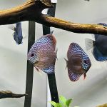 Method Aquatics