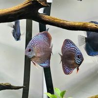 Method Aquatics ico
