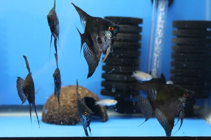 Method Aquatics Picture 6