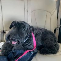 Lyons Veterinary Hospital ico