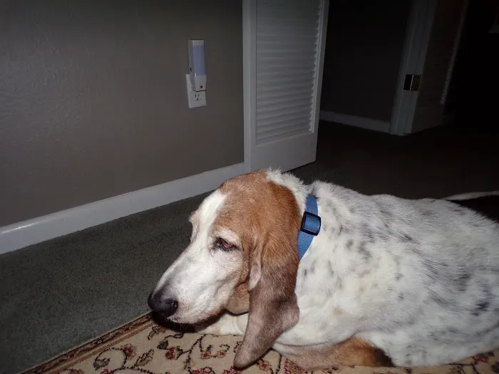Paws & Remember of Northwest Ohio Picture 4
