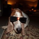 Paws & Remember of Northwest Ohio
