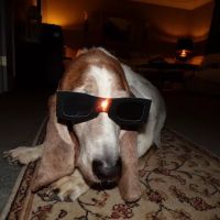 Paws & Remember of Northwest Ohio ico