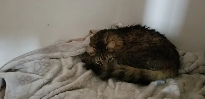 Scotch Plains Animal Hospital Picture 1
