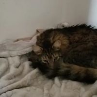 Scotch Plains Animal Hospital ico