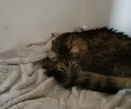 Scotch Plains Animal Hospital