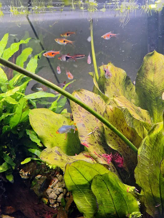 Cris' FISH & CHIPS CUSTOM AQUARIUMS Picture 2