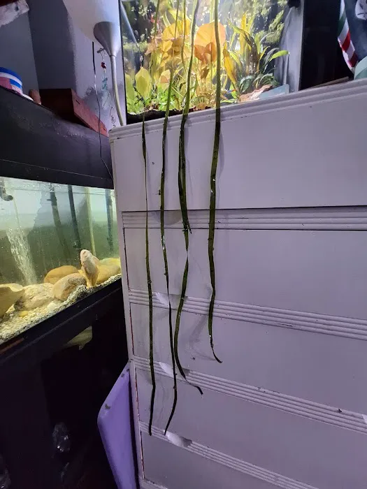 Cris' FISH & CHIPS CUSTOM AQUARIUMS Picture 4