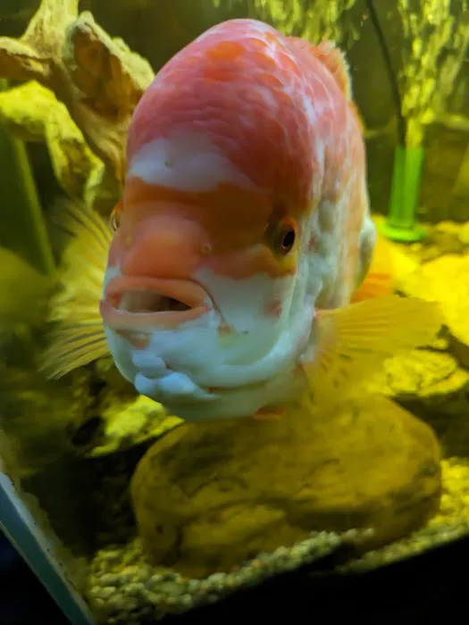 Cris' FISH & CHIPS CUSTOM AQUARIUMS Picture 8