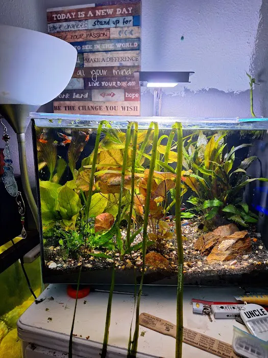 Cris' FISH & CHIPS CUSTOM AQUARIUMS Picture 1