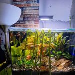 Cris' FISH & CHIPS CUSTOM AQUARIUMS