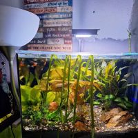 Cris' FISH & CHIPS CUSTOM AQUARIUMS ico