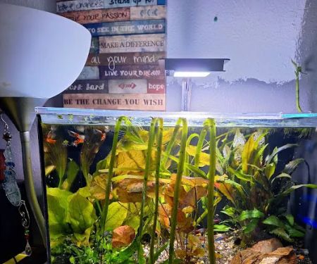 Cris' FISH & CHIPS CUSTOM AQUARIUMS