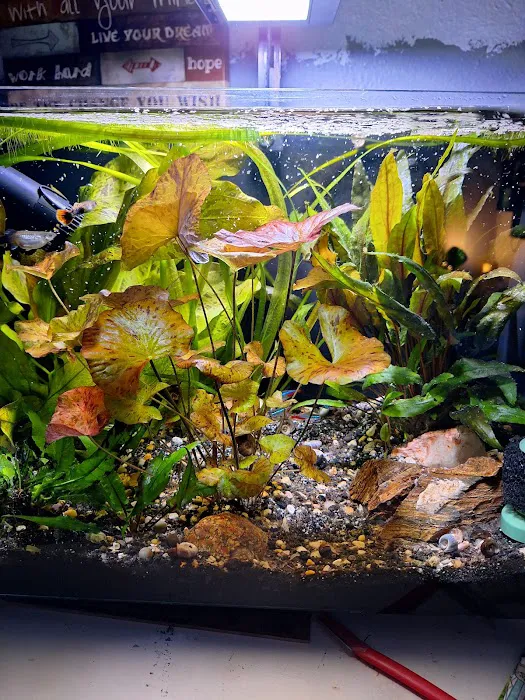 Cris' FISH & CHIPS CUSTOM AQUARIUMS Picture 3