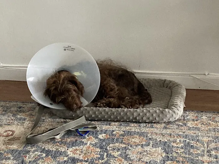 Banfield Pet Hospital Picture 3