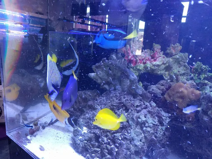 Coral Reef Picture 6