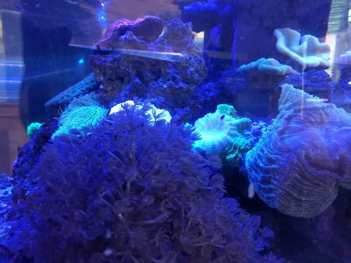 Coral Reef Picture 5