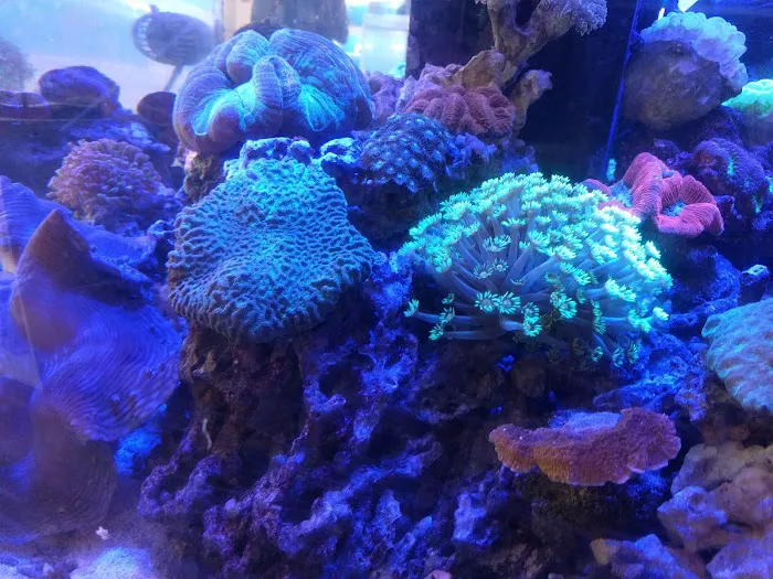 Coral Reef Picture 7