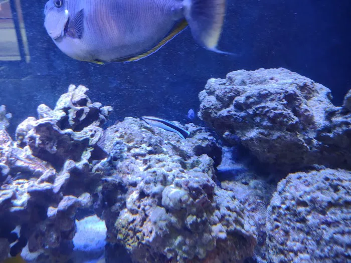 Coral Reef Picture 9