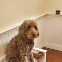 Berkeley Heights Animal Hospital ico