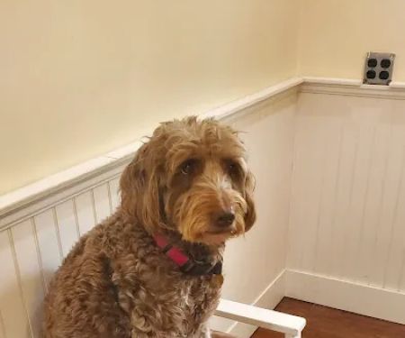 Berkeley Heights Animal Hospital