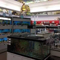 Petco ico