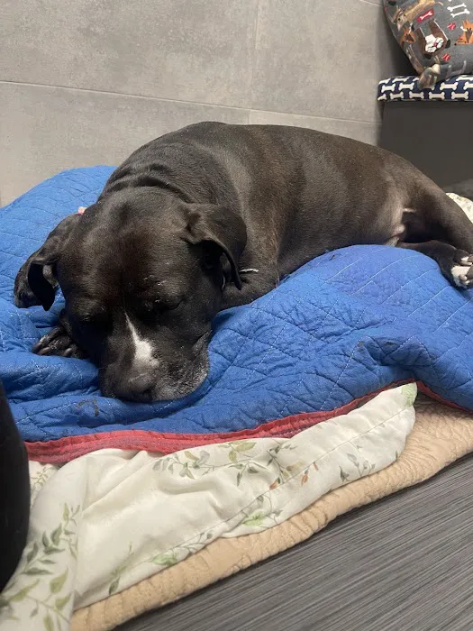 West Orange Animal Hospital Picture 2