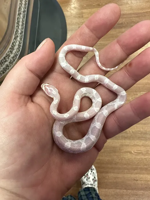 Back Road Reptiles and Exotics Picture 9