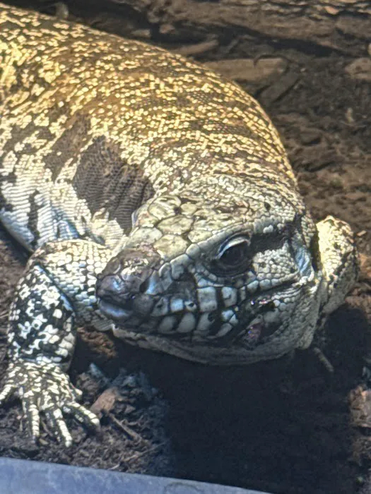 Back Road Reptiles and Exotics Picture 2