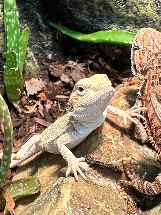 Back Road Reptiles and Exotics Picture 8