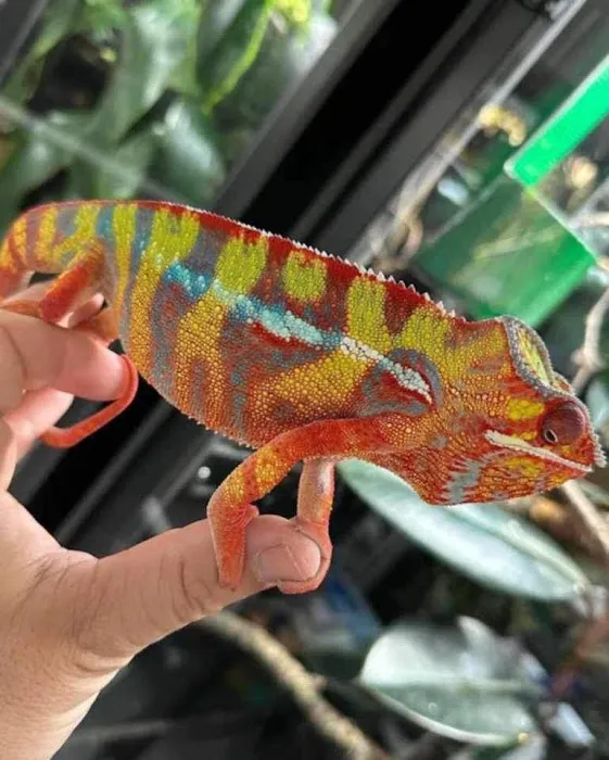 Back Road Reptiles and Exotics Picture 1