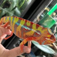 Back Road Reptiles and Exotics ico