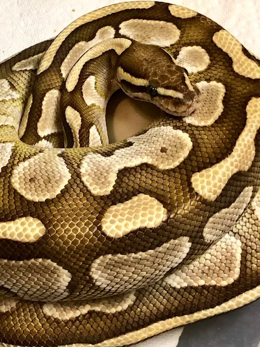Back Road Reptiles and Exotics Picture 5