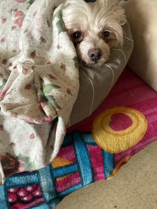 East Orange Animal Hospital Picture 1