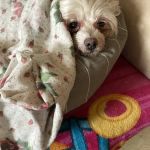 East Orange Animal Hospital