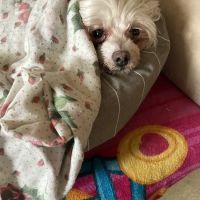 East Orange Animal Hospital ico