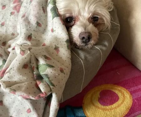 East Orange Animal Hospital